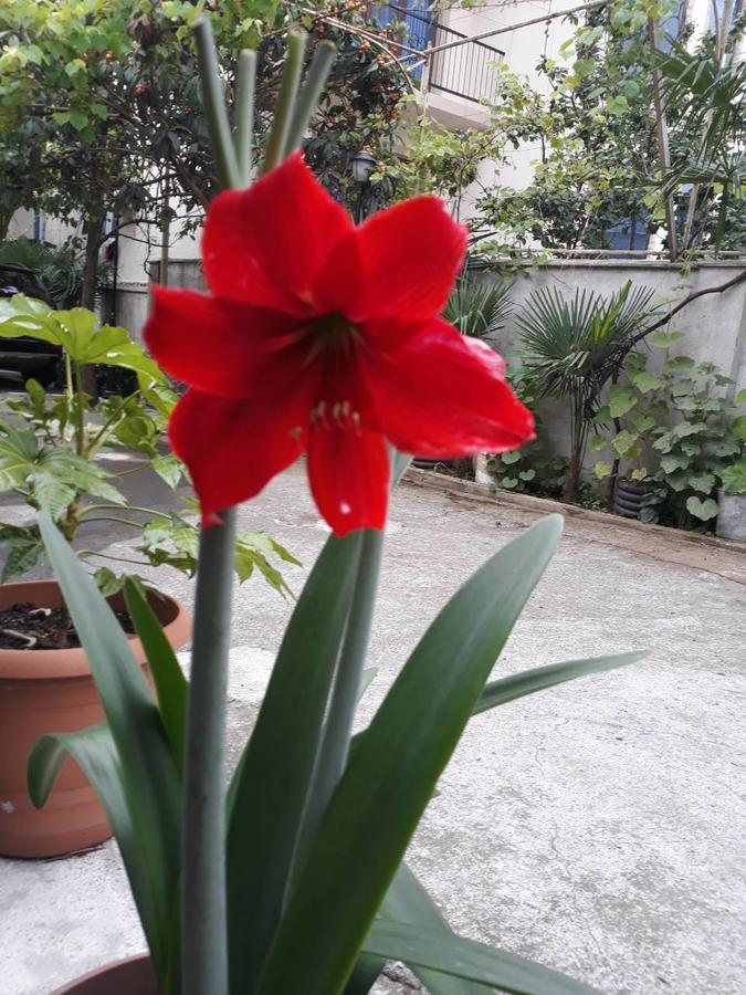 كوبوليتي Magnolia Hotel Agmashenebeli المظهر الخارجي الصورة